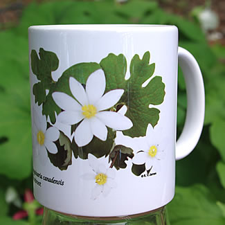 mug DS-150 Sanguinaria canadensis wht 7066.jpg